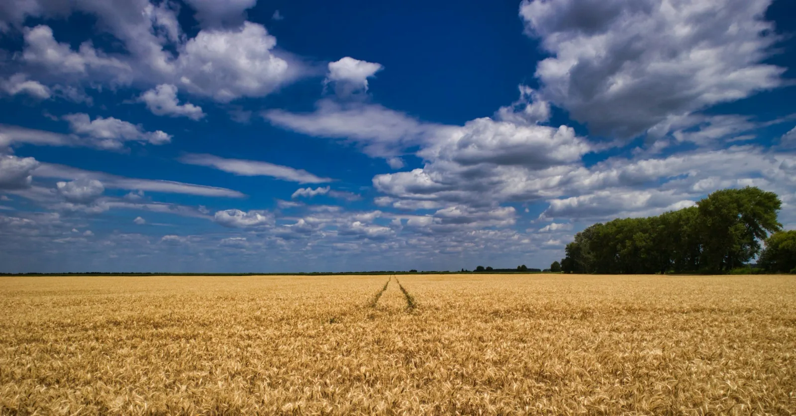 A peaceful open view
